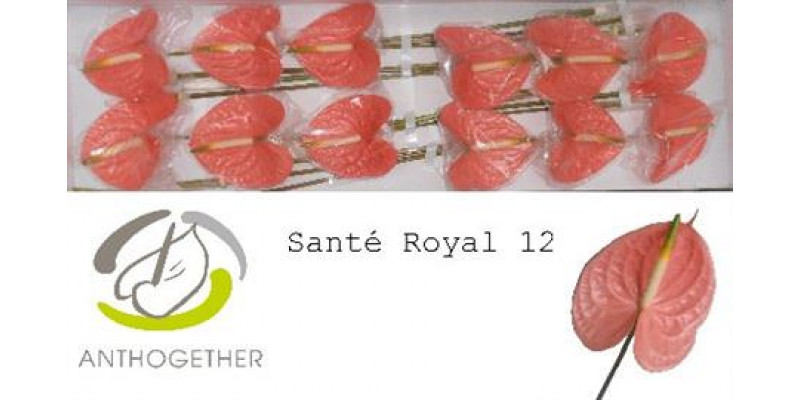 Anthurium A Sante Royal 12  A1