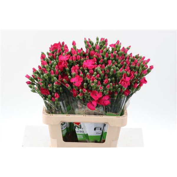 Dianthus Solomio Imre X20 65cm A1 Col-Cerise