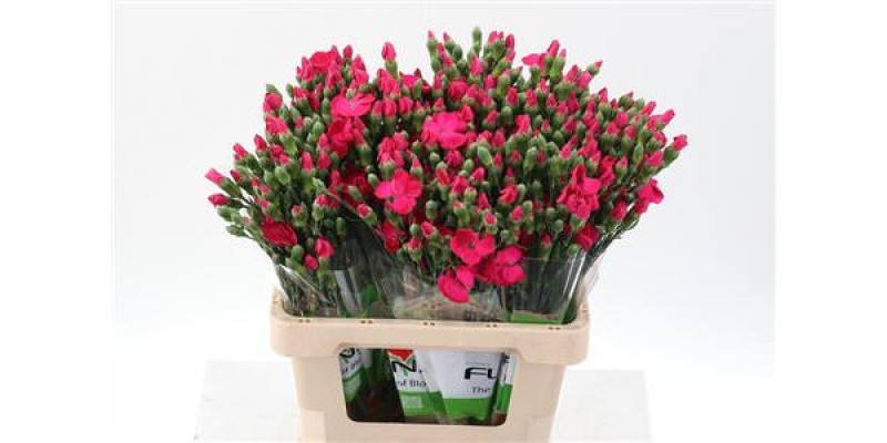 Dianthus Solomio Imre X20 65cm A1 Col-Cerise