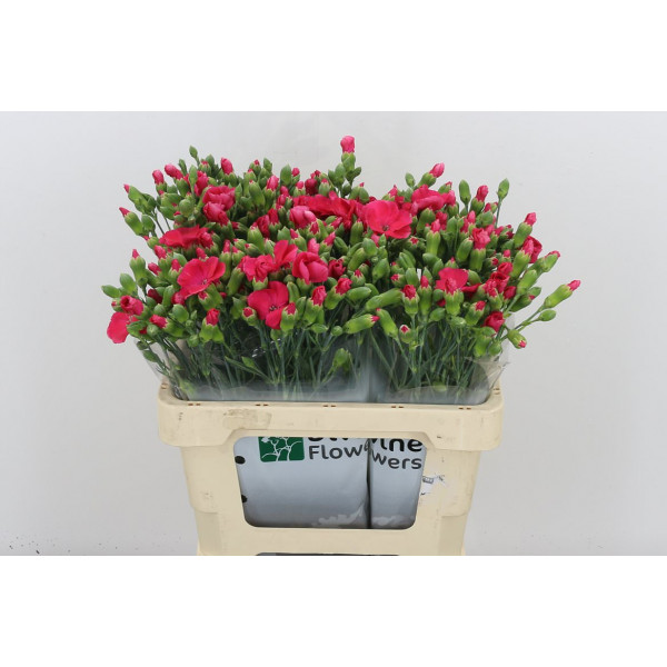 Dianthus Solomio Imre 60 A1Cerise