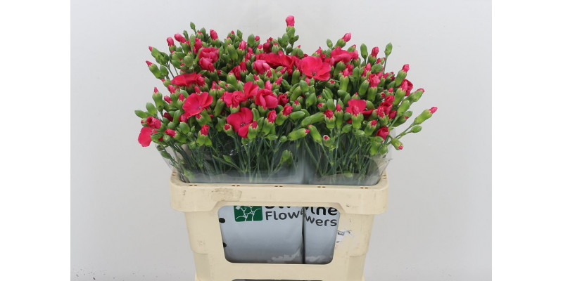 Dianthus Solomio Imre 60 A1Cerise