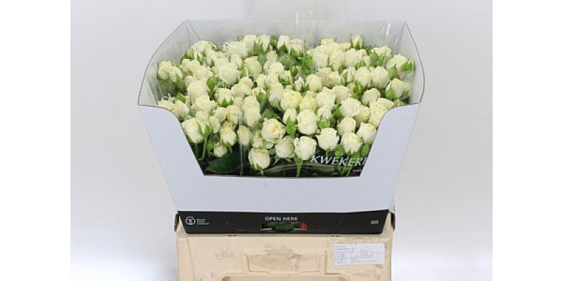 Rose Tr Belarus 70cm A1