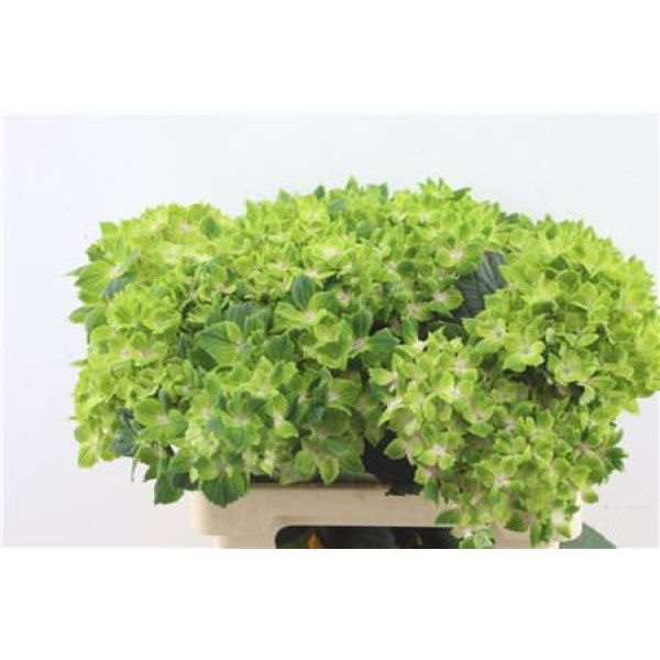 Hydrangea M Rhapsody 60-18 60 cm A1