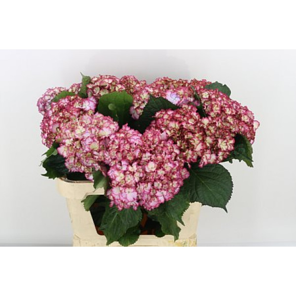 Hydrangea M Mag Colourdre 75cm A1