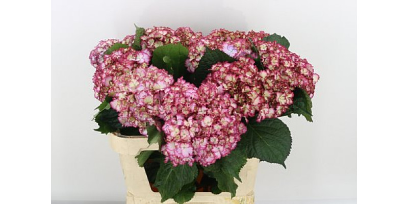 Hydrangea M Mag Colourdre 75cm A1