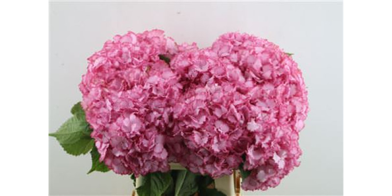 Hydrangea M Color Dream 60-22 60 cm  A1