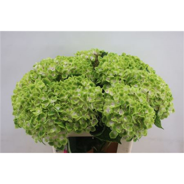 Hydrangea M Green Cloud 70cm 70cm A1