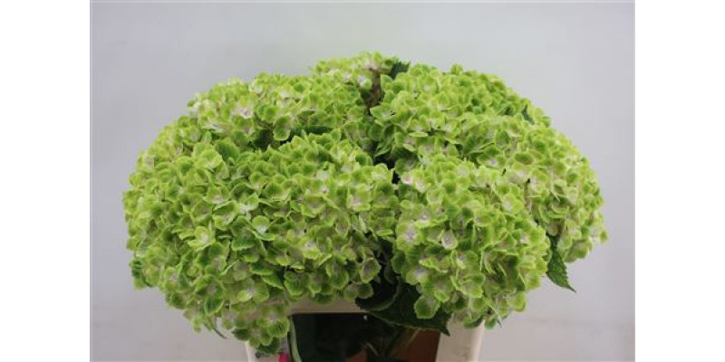 Hydrangea M Green Cloud 70cm 70cm A1