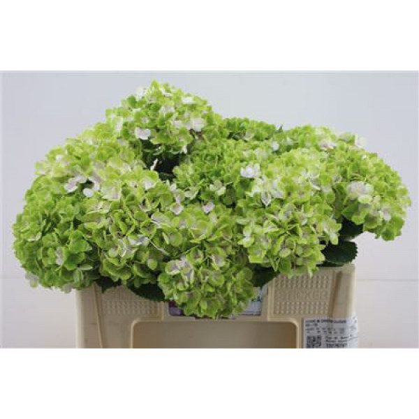 Hydrangea M Green Cloud 50-15 50cm A1