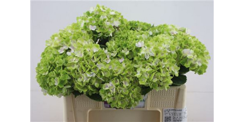 Hydrangea M Green Cloud 50-15 50cm A1