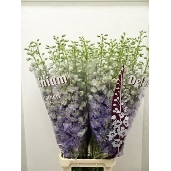 Delphinium El Dew Impress Lilac 120cm  Col-Lavender