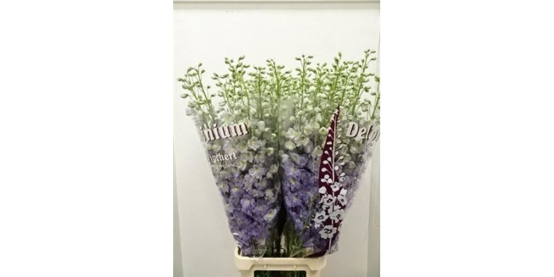 Delphinium El Dew Impress Lilac 120cm  Col-Lavender