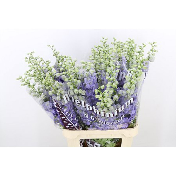 Delphinium El Dew Impress Lilac 100cm  Col-Lavender