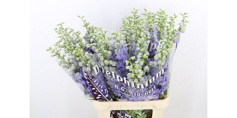 Delphinium El Dew Impress Lilac 100cm  Col-Lavender