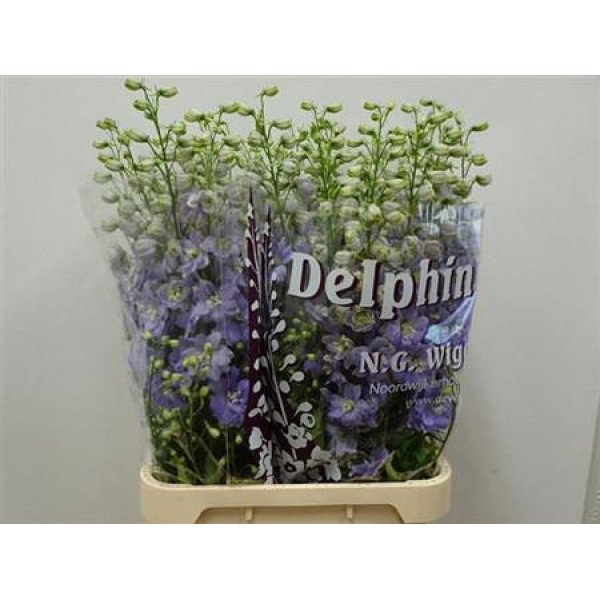 Delphinium El Dew Impress Lilac 90cm  Col-Lavender