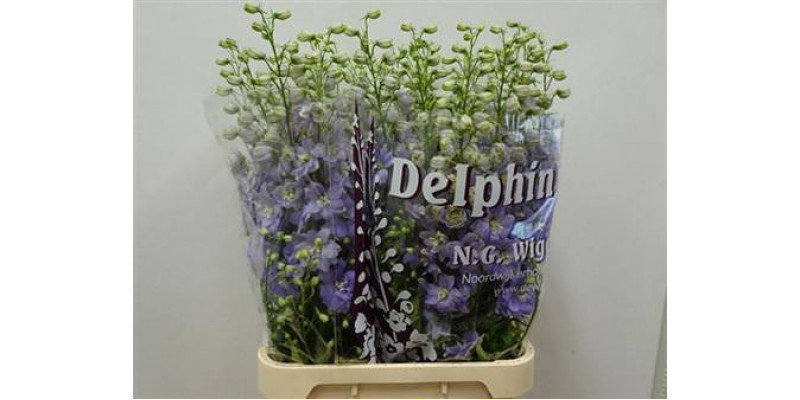 Delphinium El Dew Impress Lilac 90cm  Col-Lavender
