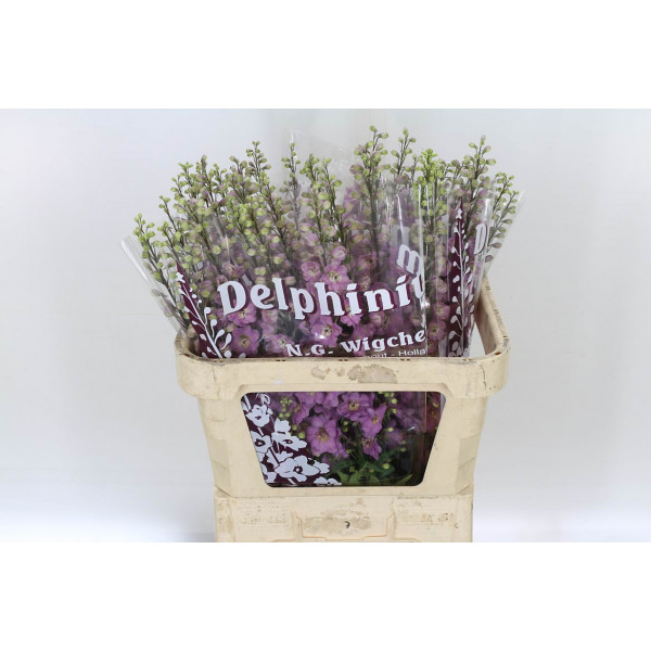 Delphinium El Dewi Dark Pink 90cm  Col-Dark Pink