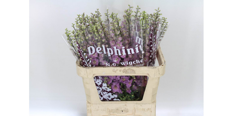 Delphinium El Dewi Dark Pink 90cm  Col-Dark Pink