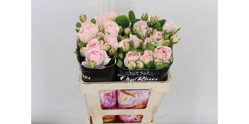 Rose Gr Vip Pompone Summerhouse 50cm A1