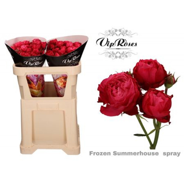 Rose Tr Vip Frozen Summerhouse 40cm A1