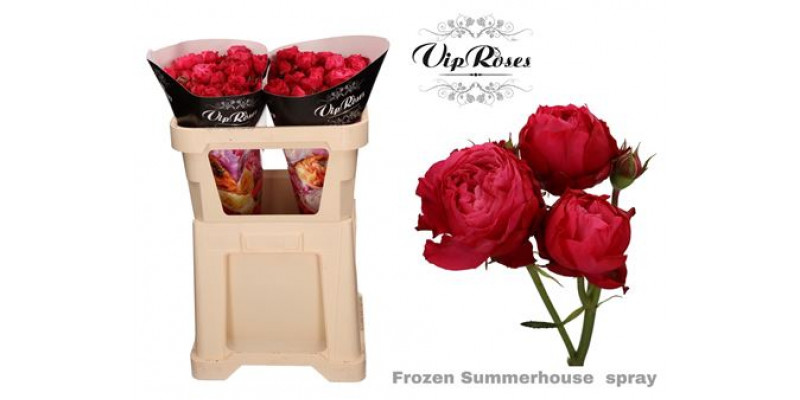 Rose Tr Vip Frozen Summerhouse 40cm A1