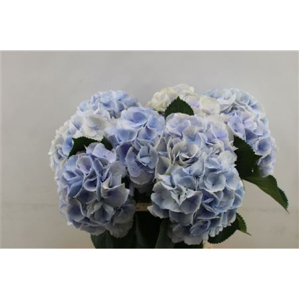 Hydrangea M Roy Surprise 60cm 60cm A1