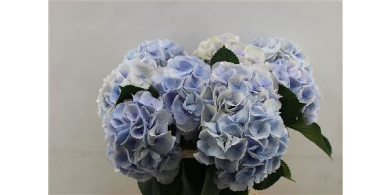 Hydrangea M Roy Surprise 60cm 60cm A1