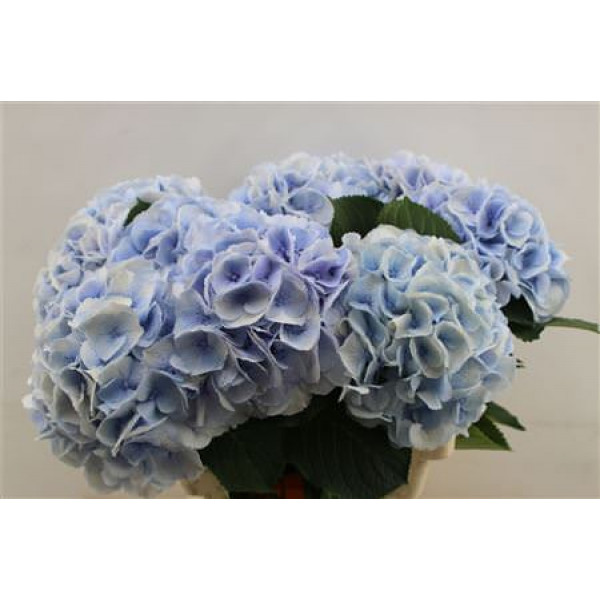 Hydrangea M Roy Surprise 60cm 60cm A1