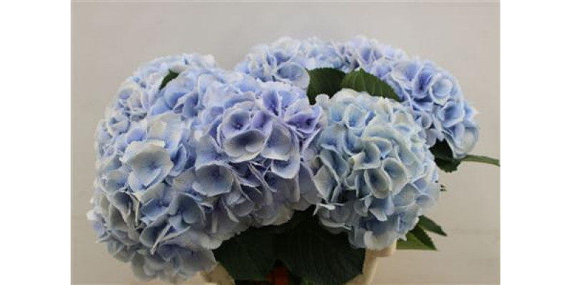 Hydrangea M Roy Surprise 60cm 60cm A1