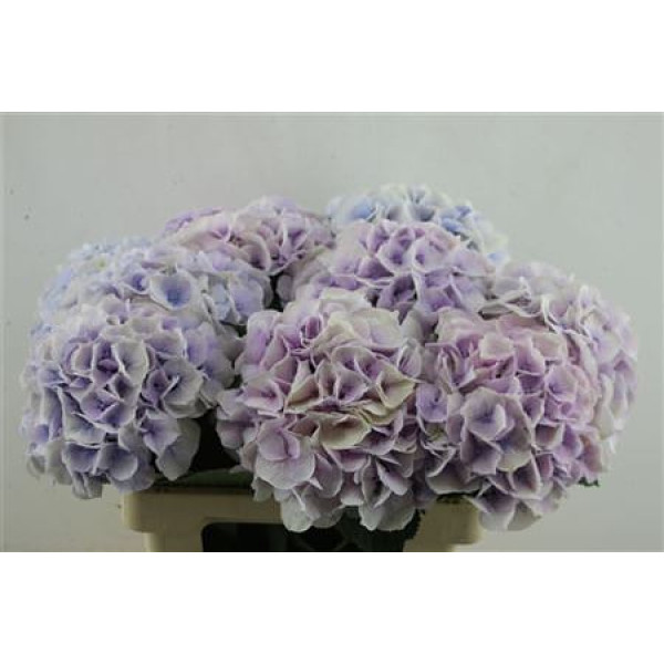 Hydrangea M Royal Surprise 60-18 60 cm A1