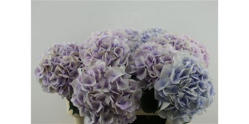 Hydrangea M Royal Surprise 80-21 80 cm A1