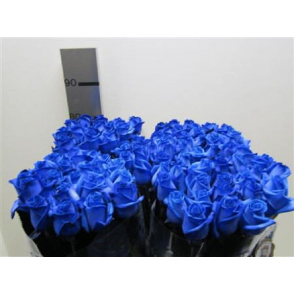 Rose Gr Vendela Blue 80cm A1 Col-Blue