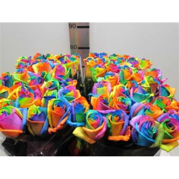 Rose Gr Vendela Rainbow 75cm A1 Col-Blue