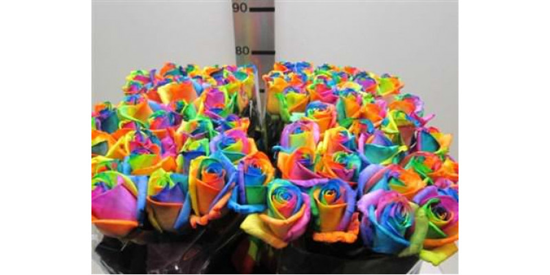 Rose Gr Vendela Rainbow 75cm A1 Col-Blue