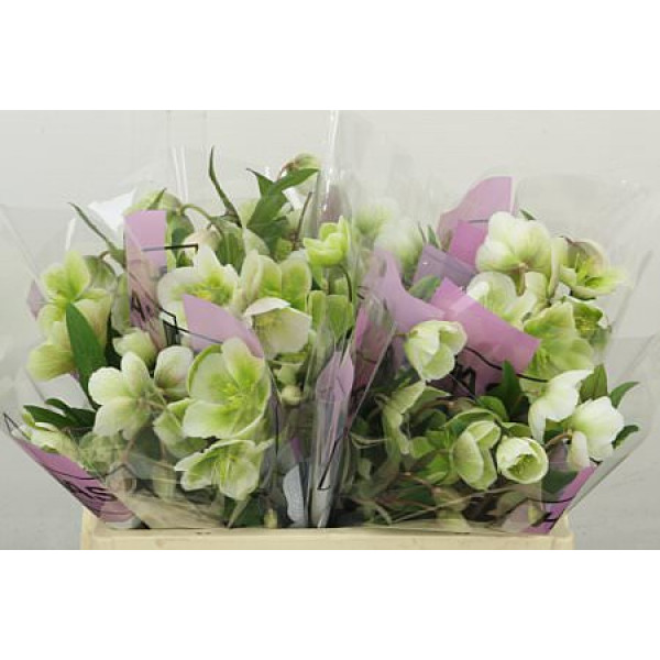 Hell Magnific Bells Super 30 cm A1