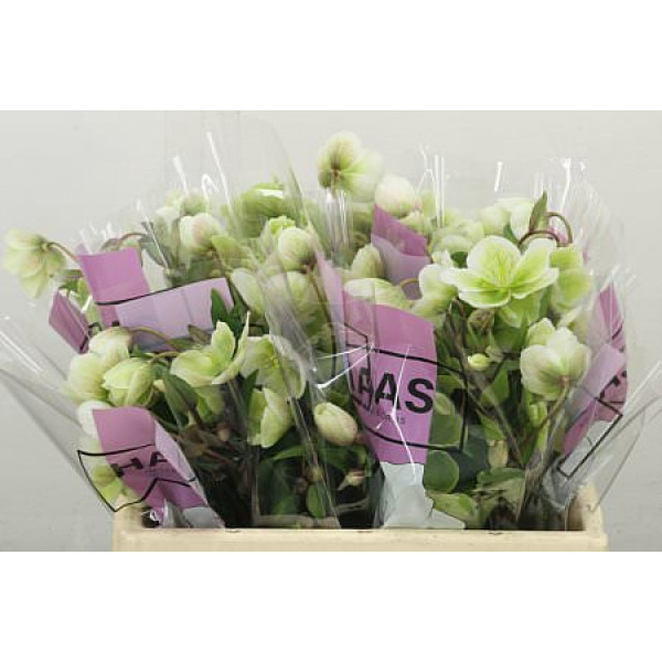 Hell Magnific Bells Super 35 cm A1