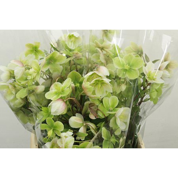Hell Magnific Bells Super 45 cm A1