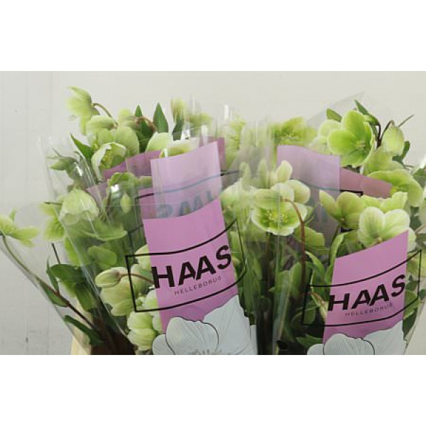 Hell Magnific Bells Super 50 cm A1