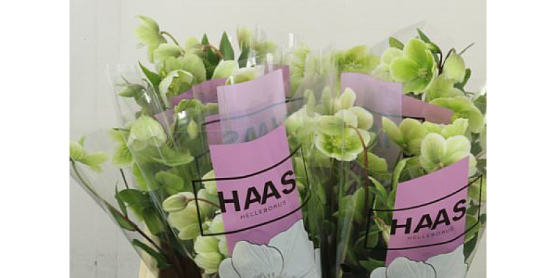 Hell Magnific Bells Super 50 cm A1