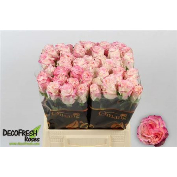 Rose Gr Very Cute 50cm A1