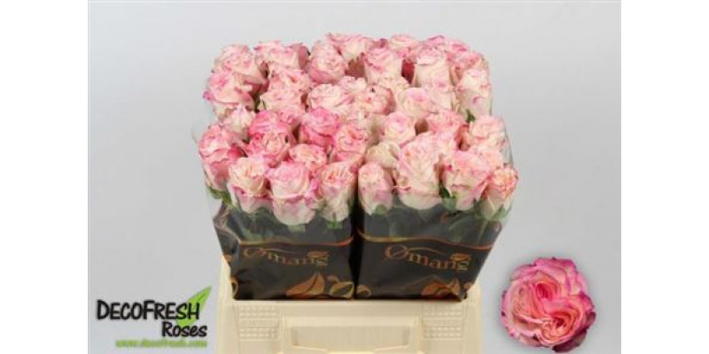 Rose Gr Very Cute 50cm A1