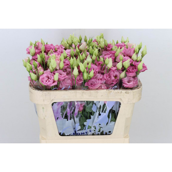 Lisianthus G Corelli Rose 70cm A1 Col-Pink