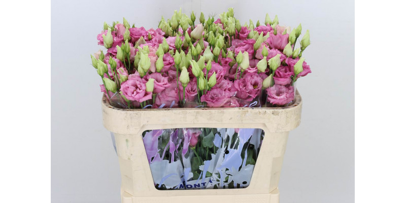 Lisianthus G Corelli Rose 70cm A1 Col-Pink