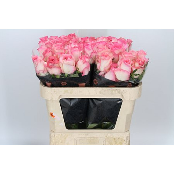 Rose Gr Boulevard 60cm A1