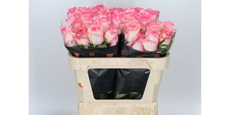 Rose Gr Boulevard 60cm A1