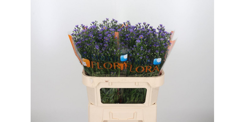 Aster Casamare 70cm  Col-Purple