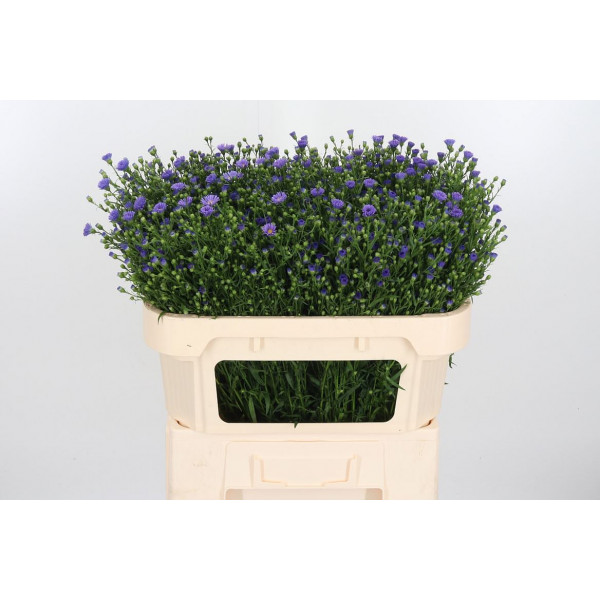 Aster Casamare 70cm  Col-Purple