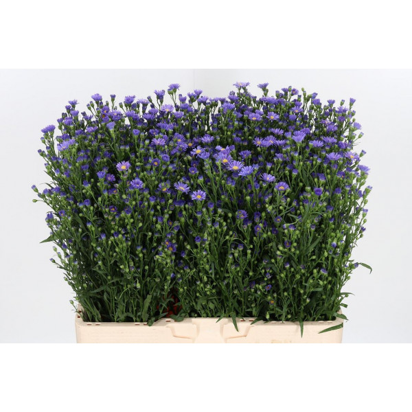 Aster Casamare 60cm  Col-Purple