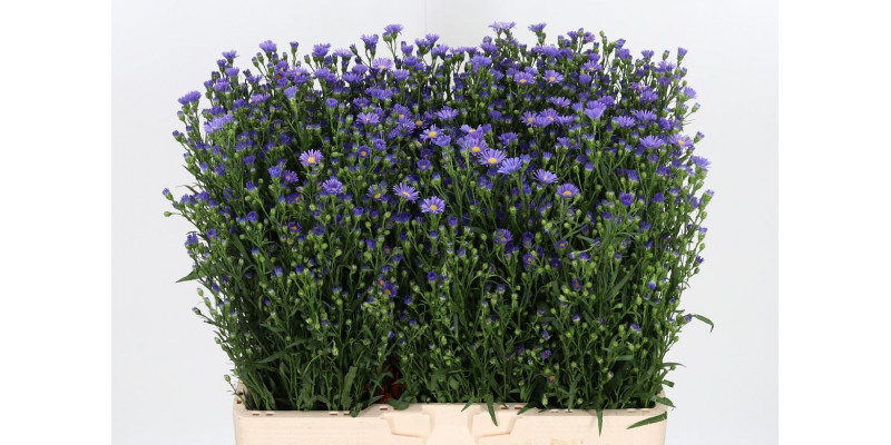 Aster Casamare 60cm  Col-Purple