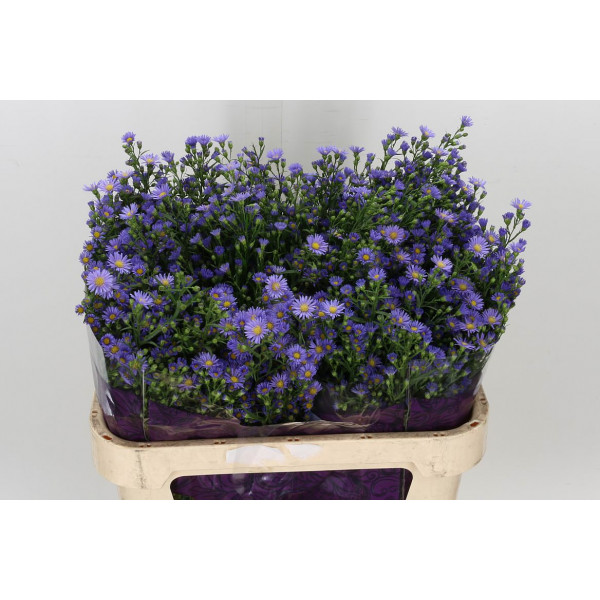 Aster Casamare 80 A1Purple